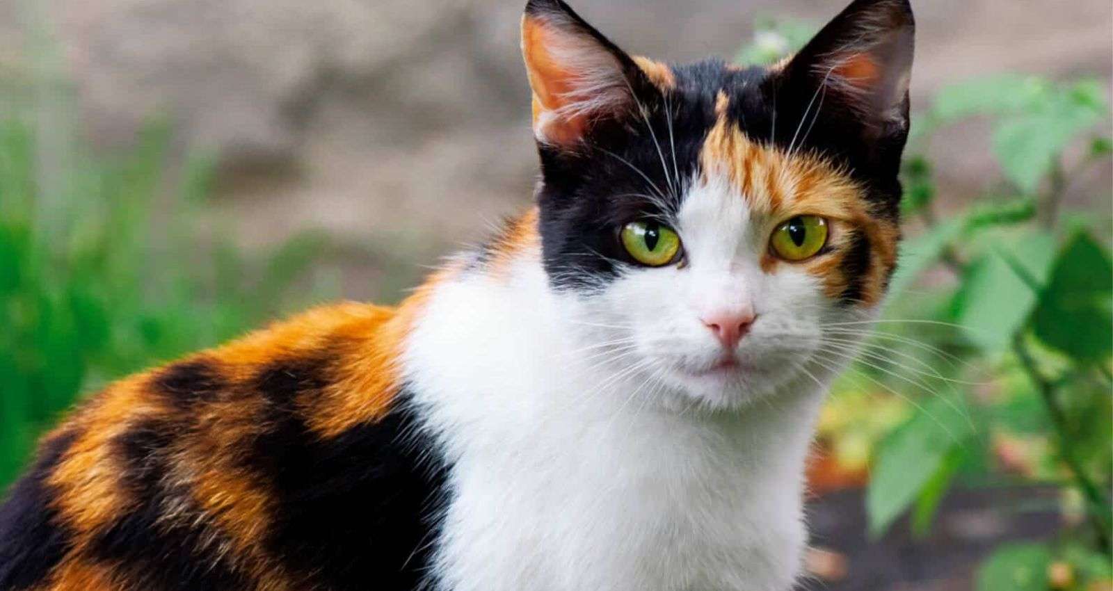 How much are male calico cats worth?