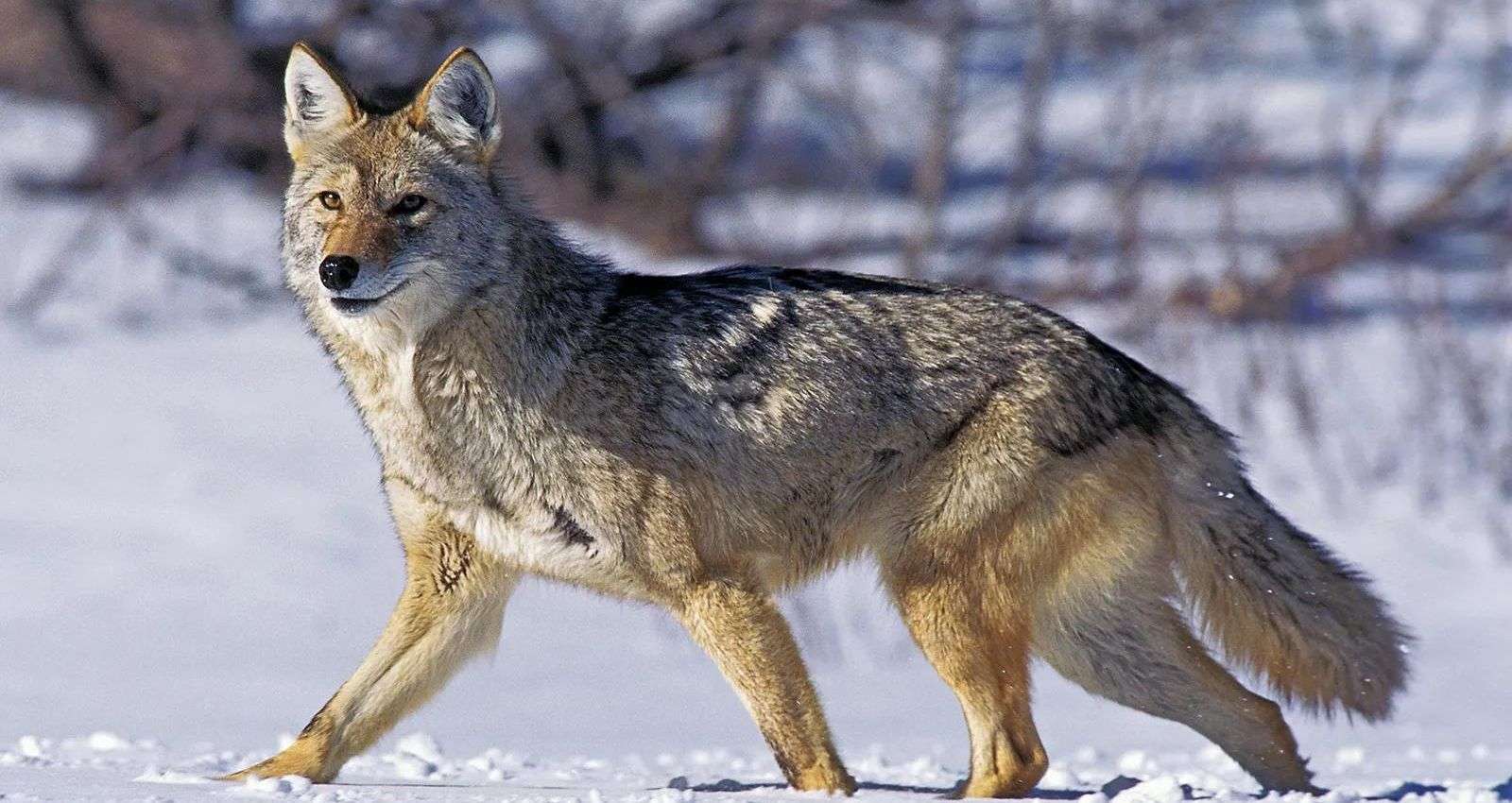 How far away can a coyote smell a cat?